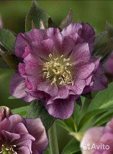 Многолетние садовые растения