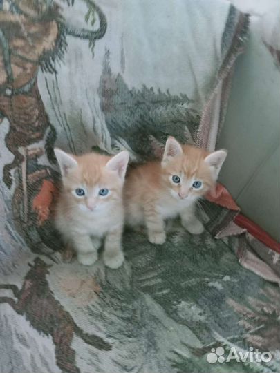 Кошки в добрые руки