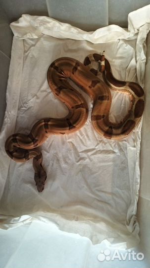 Императорский удав