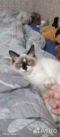Кот в добрые руки