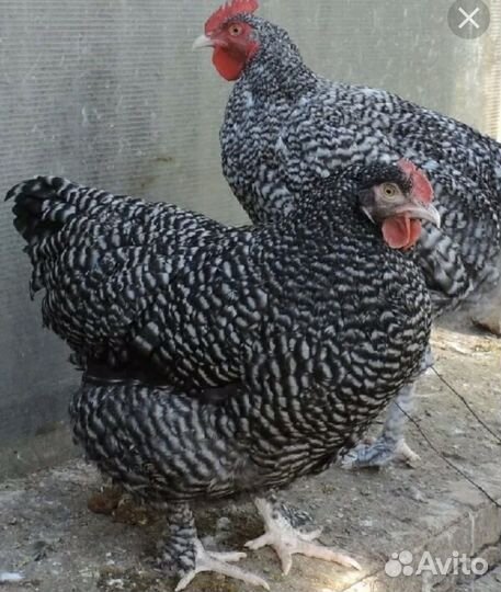 Семьи брама, михилейкая кукушка