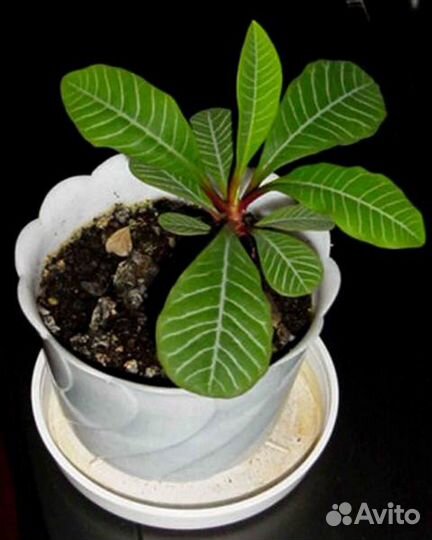 Молочай беложильчатый ложная пальма