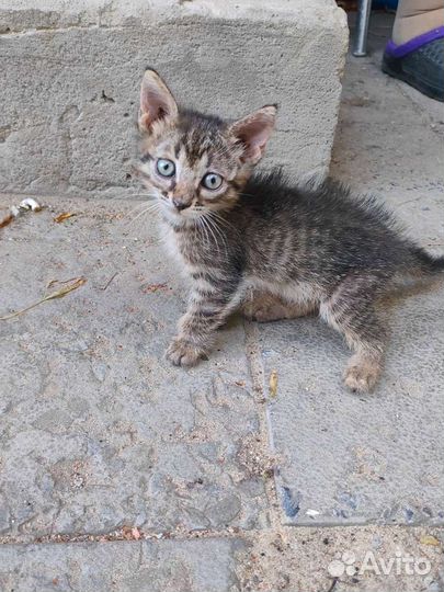 Кошка