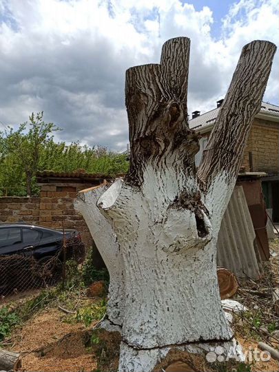 Дерево для скульптуры