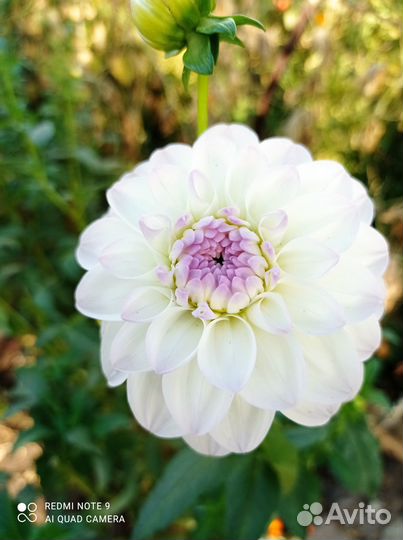 Георгины клубни