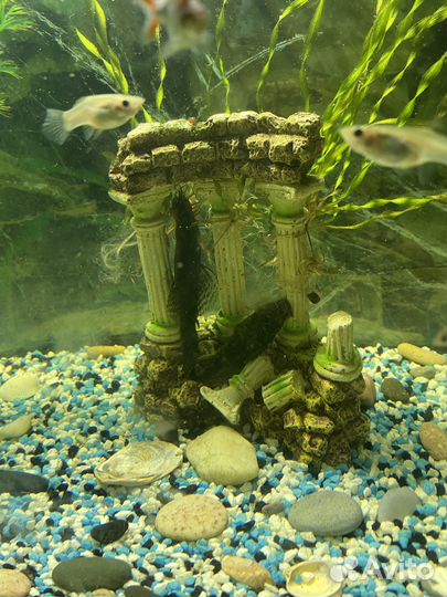 Аквариум 80 л с рыбками