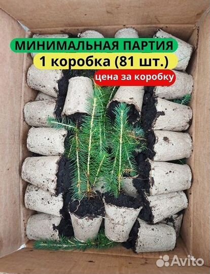 Сеянцы сосны обыкновенной зкс в розницу