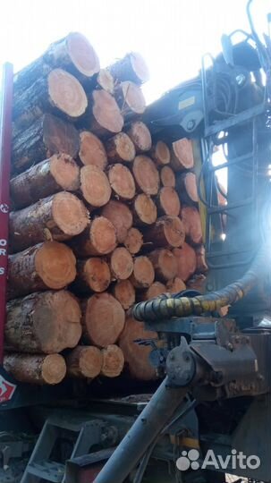 Пиловочник