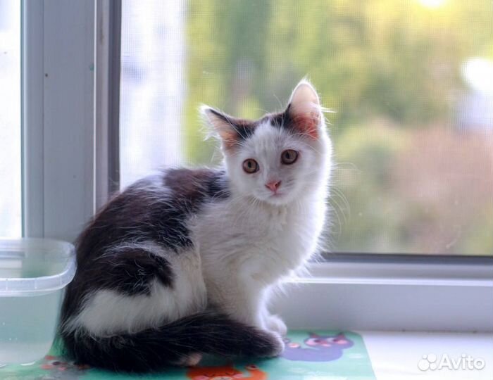 Котенок