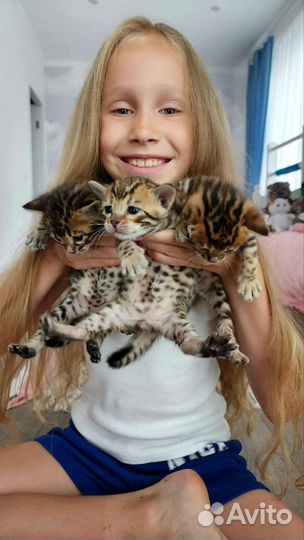 Бенгальские котята с документами