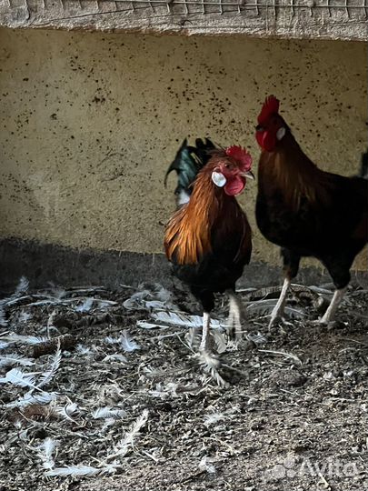 Декоративные петушки