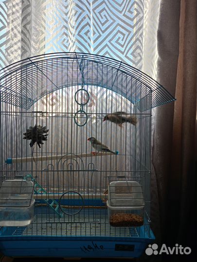 Птицы амадины