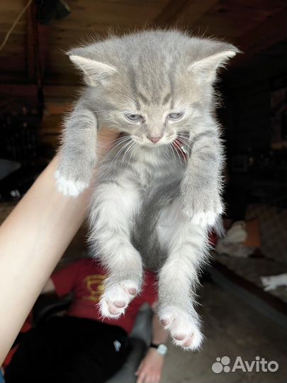 Три котенка