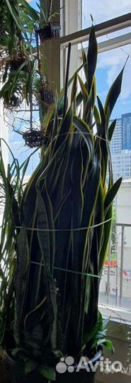 Драцена,нолина,сансевиерия,ванды