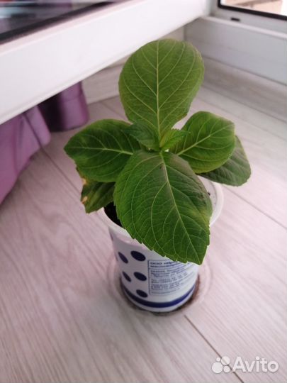 Гортензия крупнолистная из Ялты