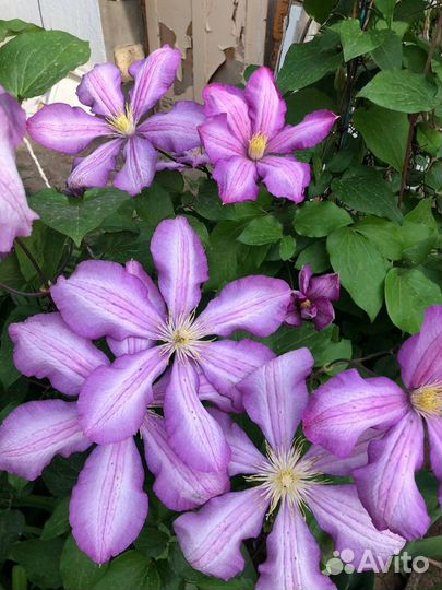 Клематис