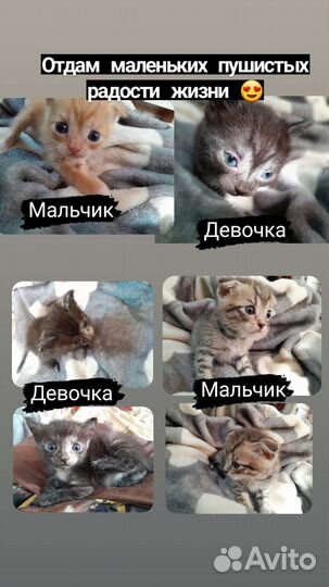 Котята в добрые руки 2 вислоухих