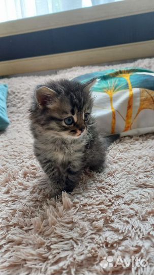 Отдам в добрые руки котенка, девочку