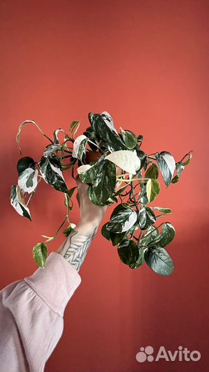 Сциндапсусы и эпипремнумы