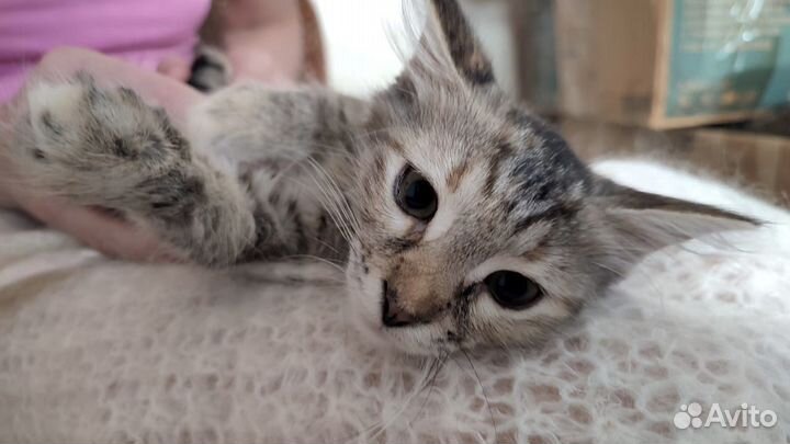 Котята мейн-кун