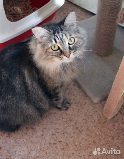 Кошка Сибирячка