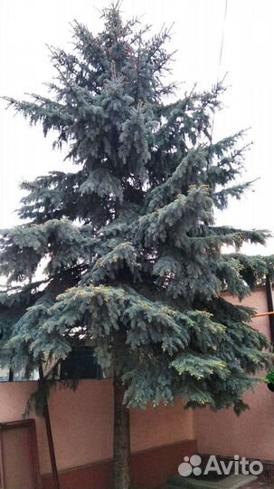 Ель голубая крупномер