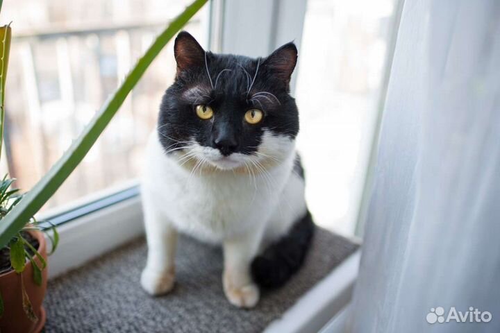 Кот