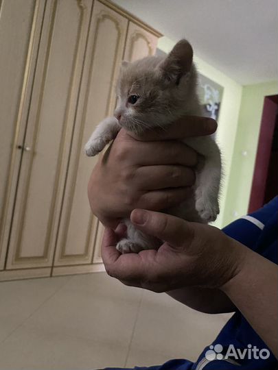 Котеночек с ладошку