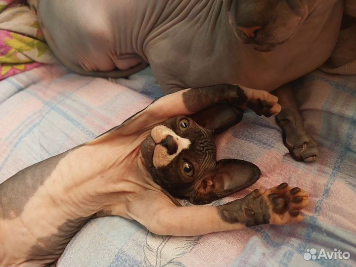Сфинкс котенок мальчики