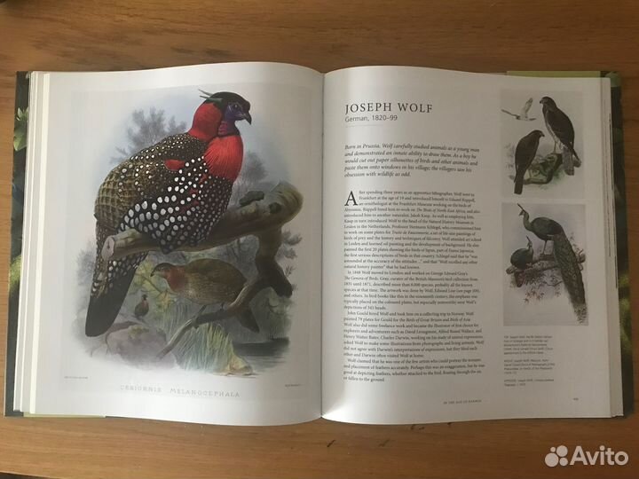 Книга по истории орнитологической живописи на англ