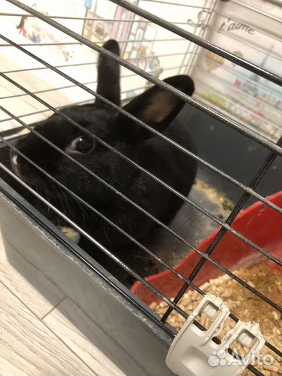 Кролик декоративный,девочка-Лилу,9 мес,с клеткой