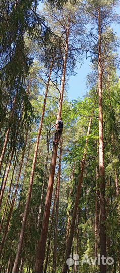 Спил деревьев, расчистка участка, дробление веток