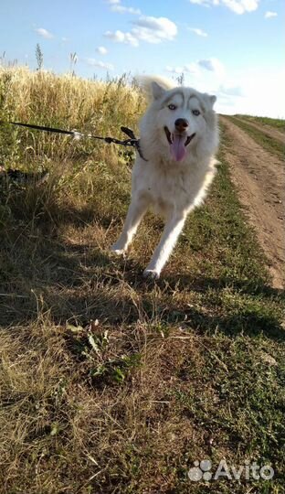 Собака в добрые руки отдам бесплатно