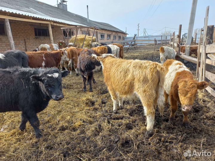 Бычки от 140 кг