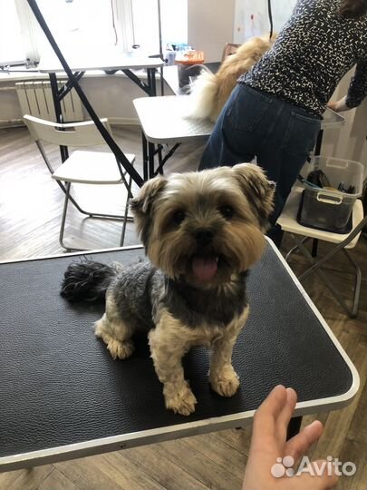 Груминг/стрижка собак и кошек