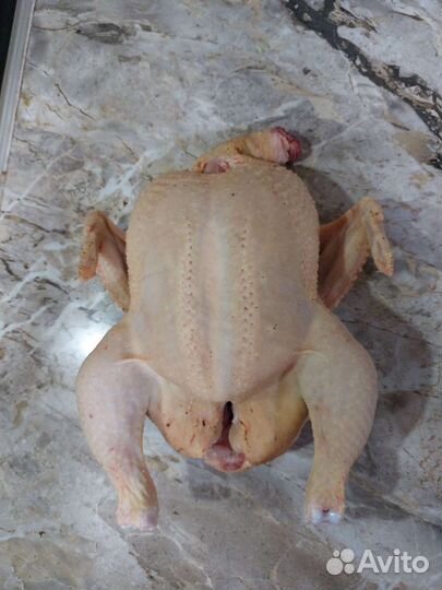 Куры бройлеры тушки мясо