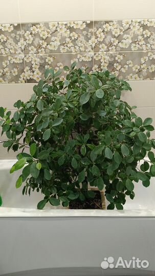 Черенки Фикуса