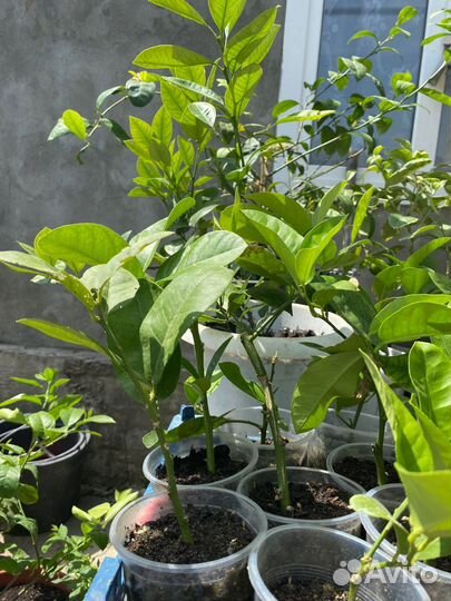 Лимонное дерево