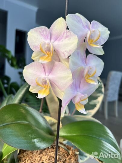 Орхидея фаленопсис