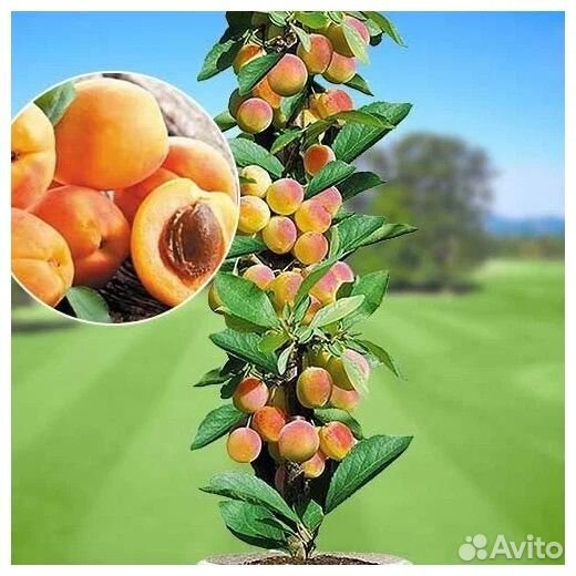 Колоновидный абрикос Санни