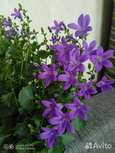 Кампанула (невеста), колокольчик Портеншлага