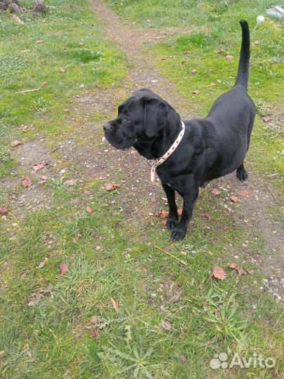 Щенки кане корсо