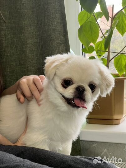 Вязка пекинес