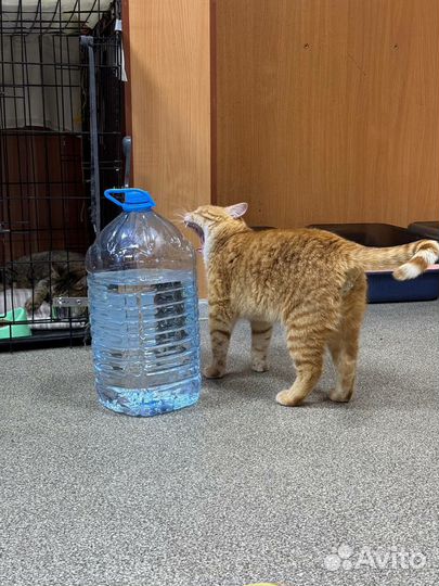 Кот в добрые руки