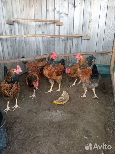 Индоутки,петухи