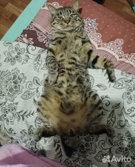 Кот вязка курильский бобтейл