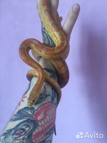 Змея маисовый полоз