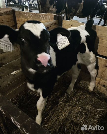 Бычки и телята