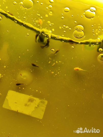 Мальки сомики Анциструс 9 штук