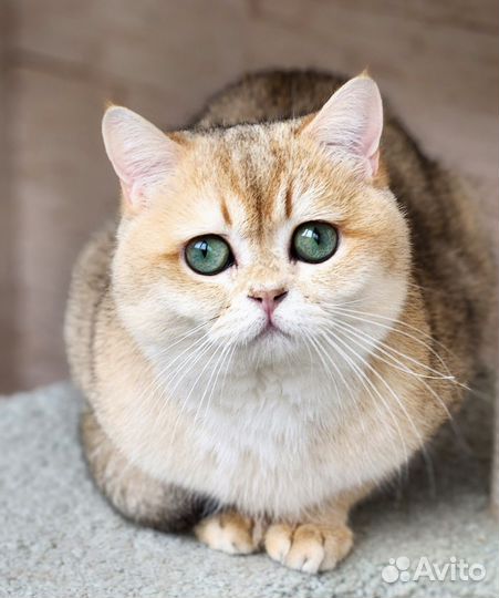 Британский кот вязка